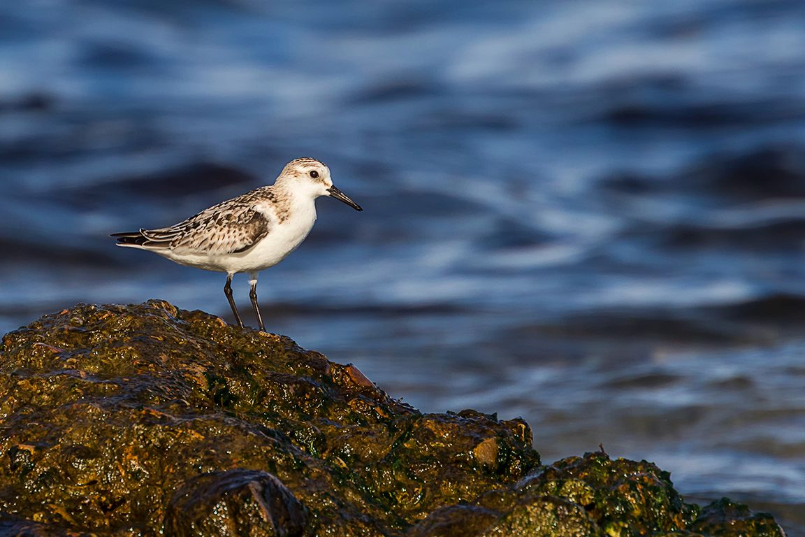 Correlimos tridáctilo