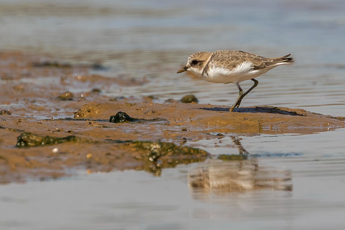 Chorlitejo patinegro