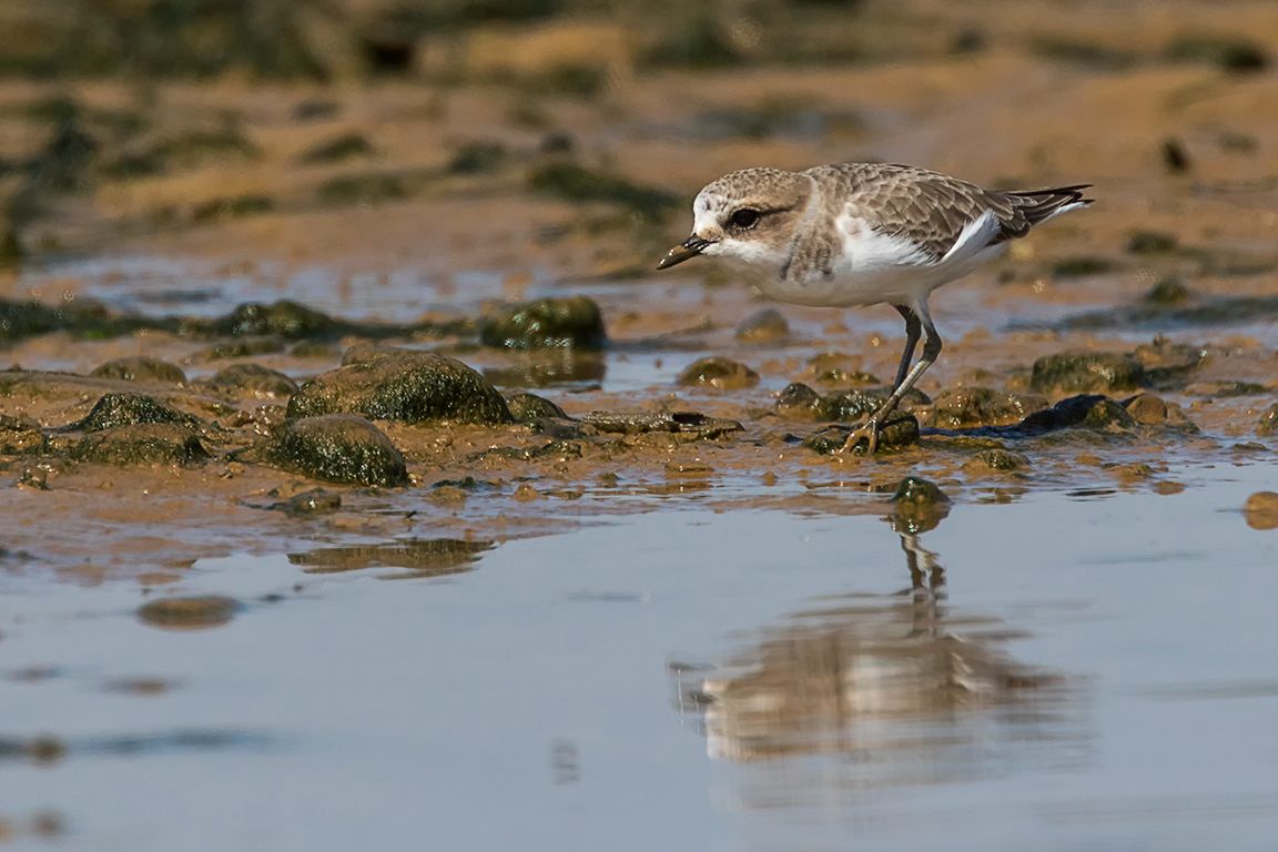 Chorlitejo patinegro