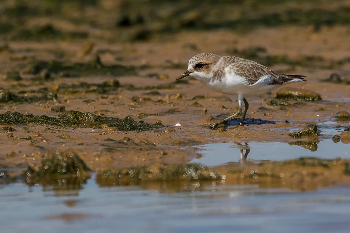 Chorlitejo patinegro