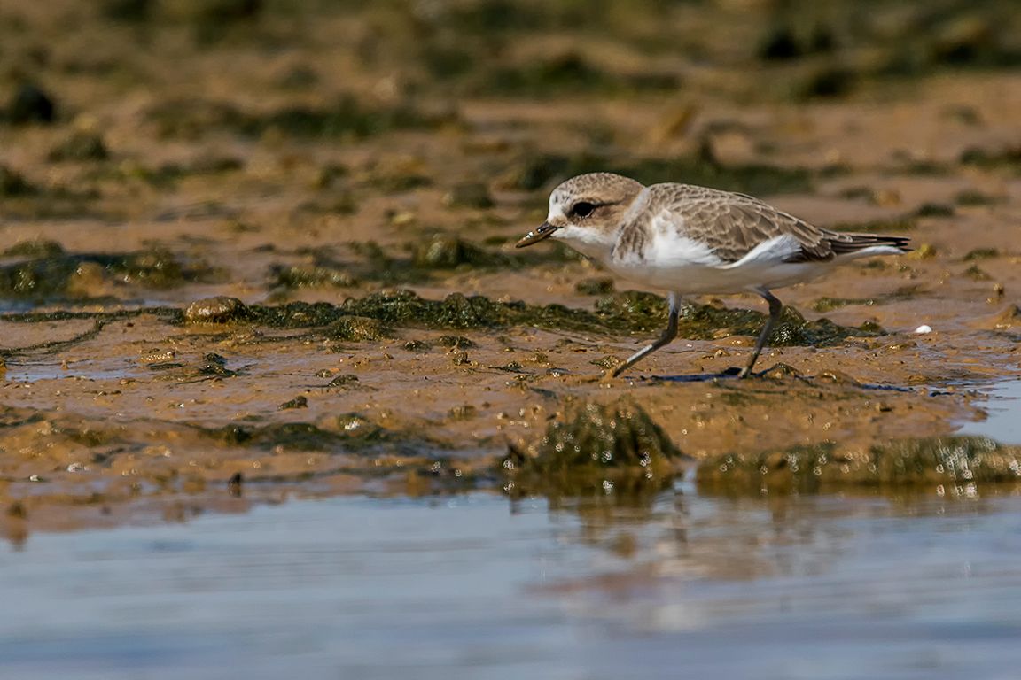 Chorlitejo patinegro