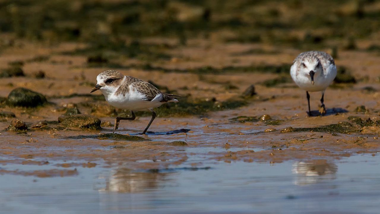 Chorlitejo patinegro y correlimos tridáctilo