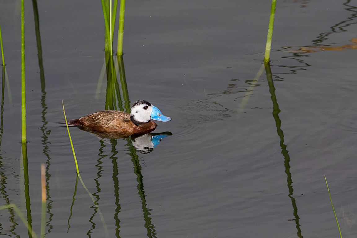 Malvasía cabeciblanca