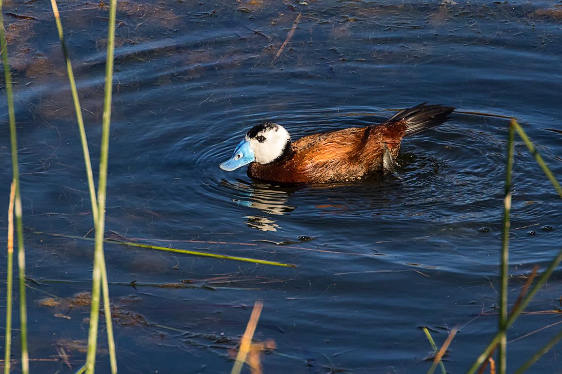 Malvasía cabeciblanca