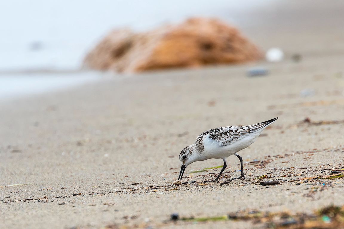 Correlimos tridáctilo