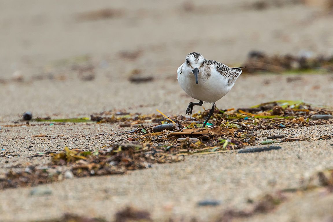 Correlimos tridáctilo