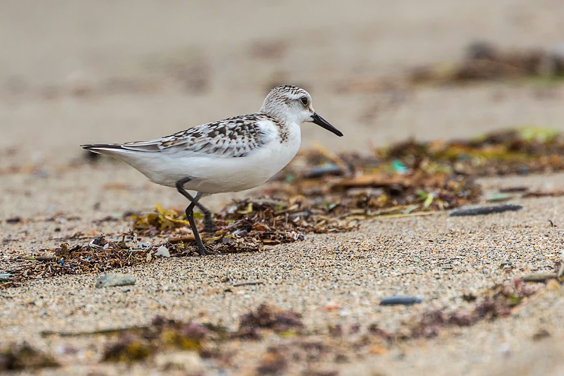 Correlimos tridáctilo