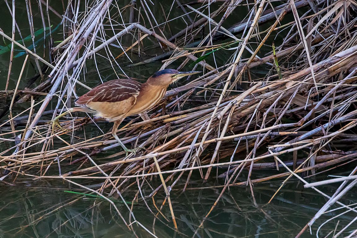 Hembra de avetorillo