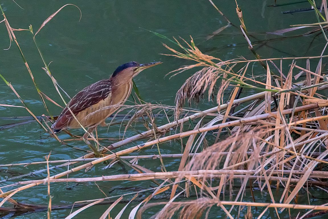 Hembra de avetorillo