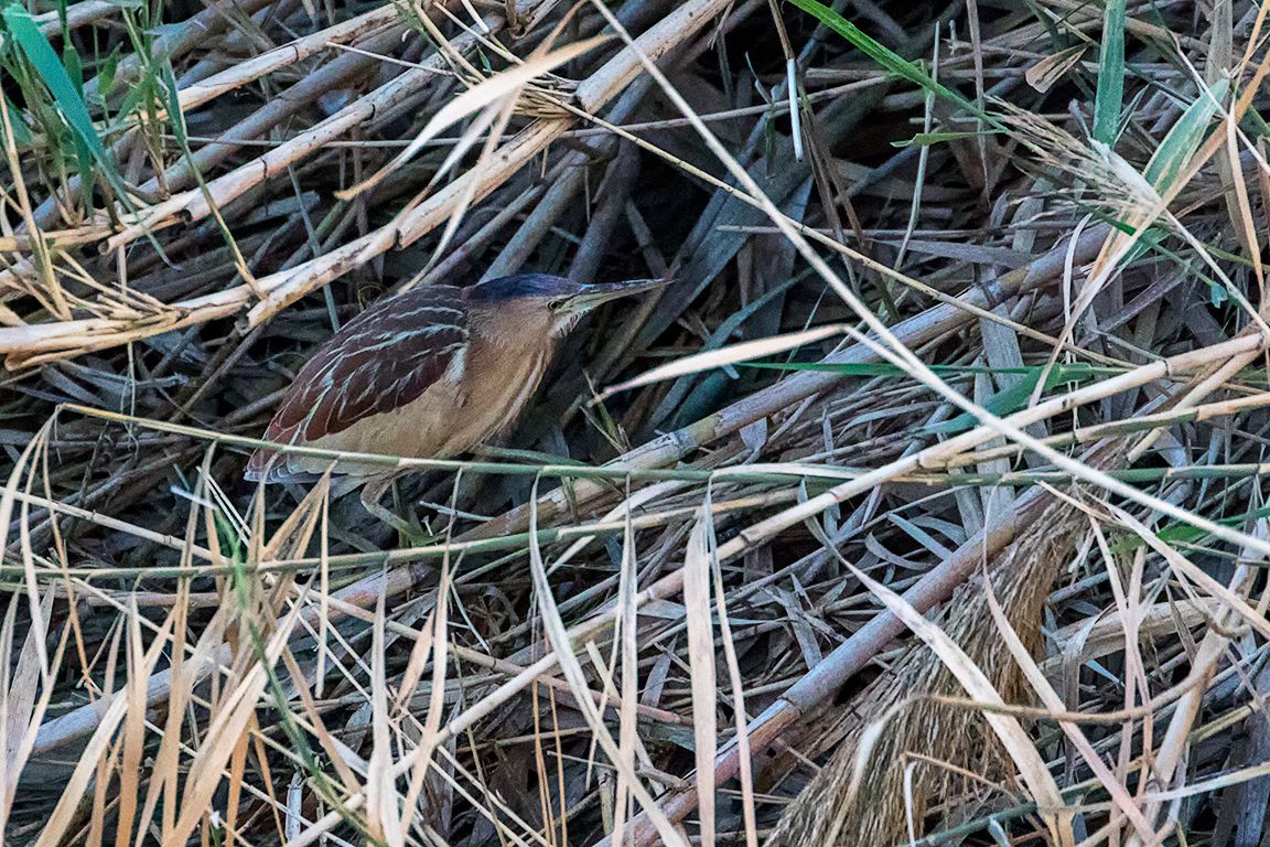 Hembra de avetorillo