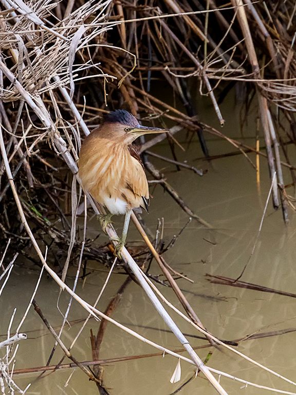 Hembra de avetorillo