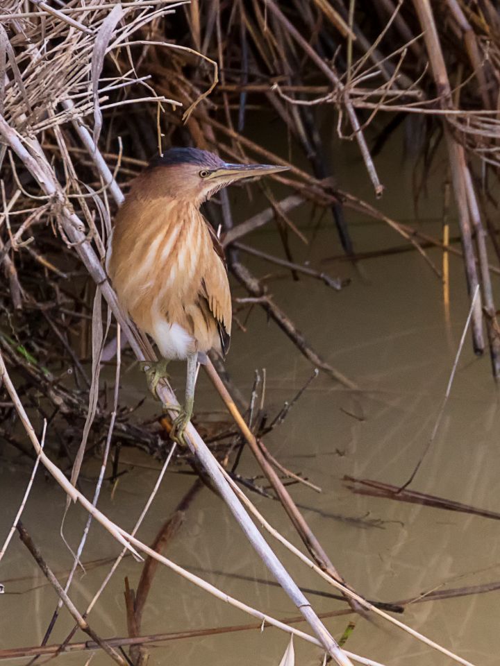 Hembra de avetorillo