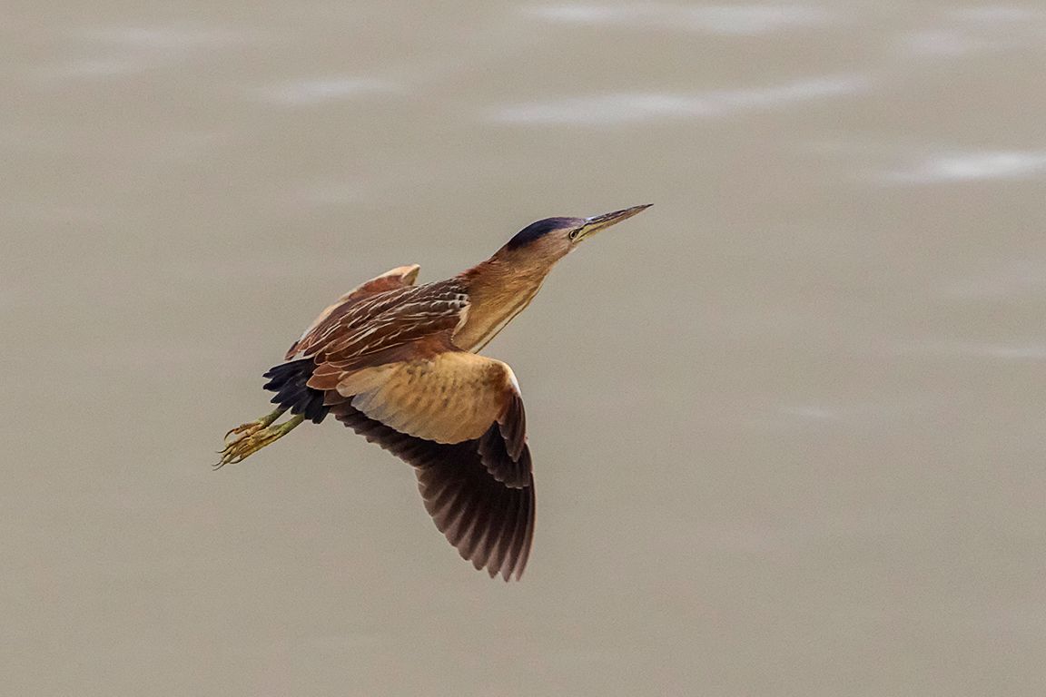 Hembra de avetorillo