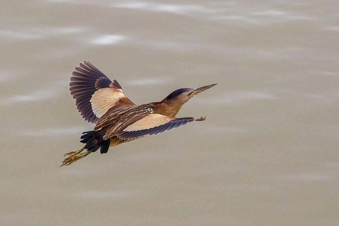 Hembra de avetorillo