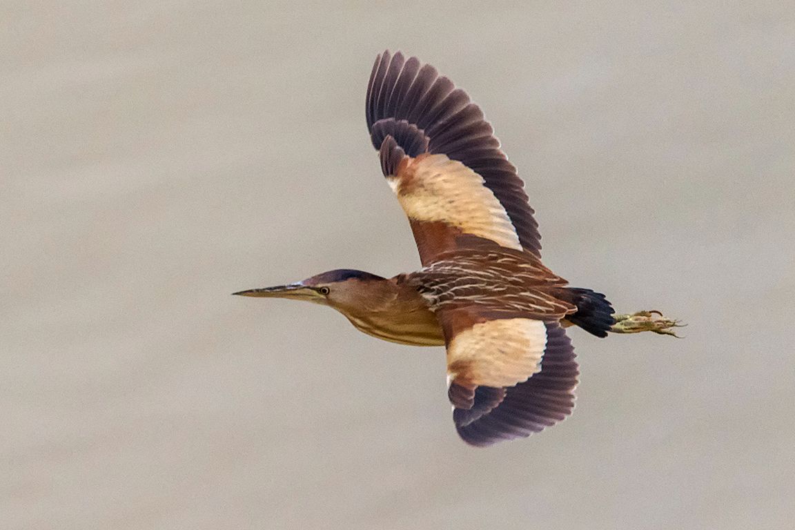 Hembra de avetorillo