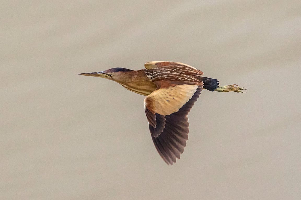 Hembra de avetorillo