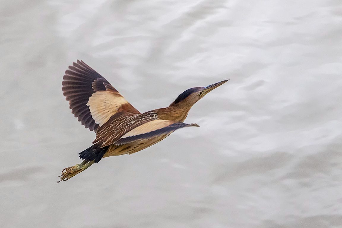 Hembra de avetorillo