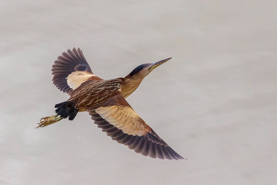 Hembra de avetorillo