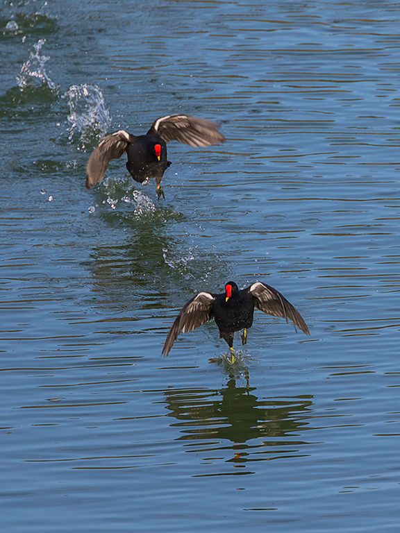Persecución de gallinetas