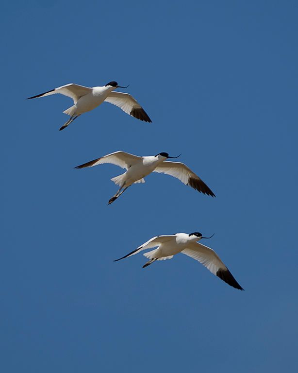 Avocetas