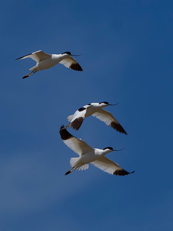 Avocetas
