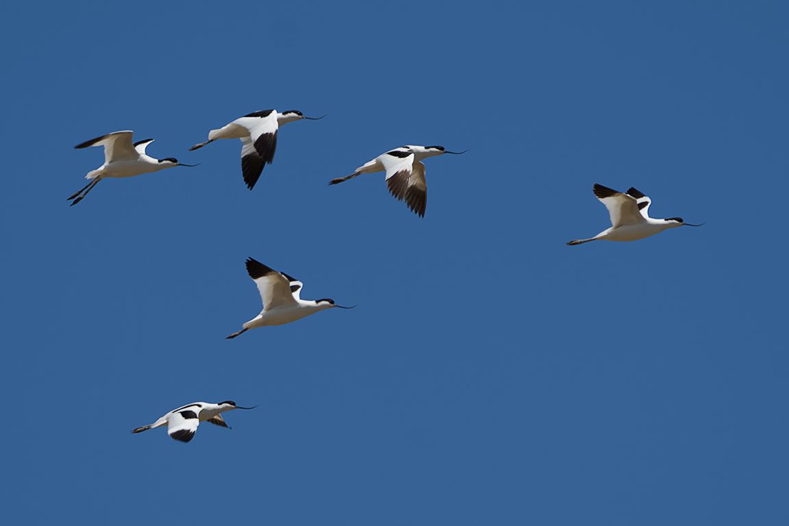 Avocetas