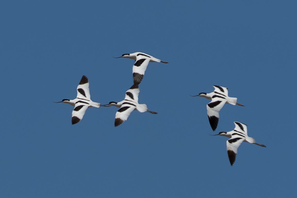 Avocetas