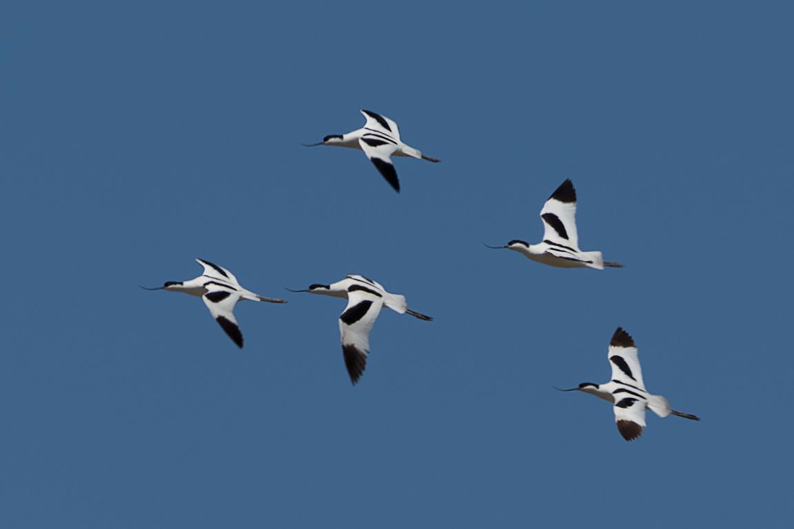 Avocetas