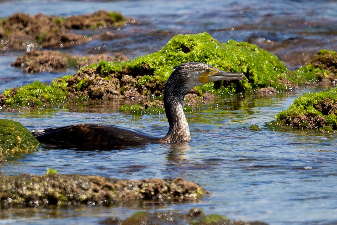 Cormorán