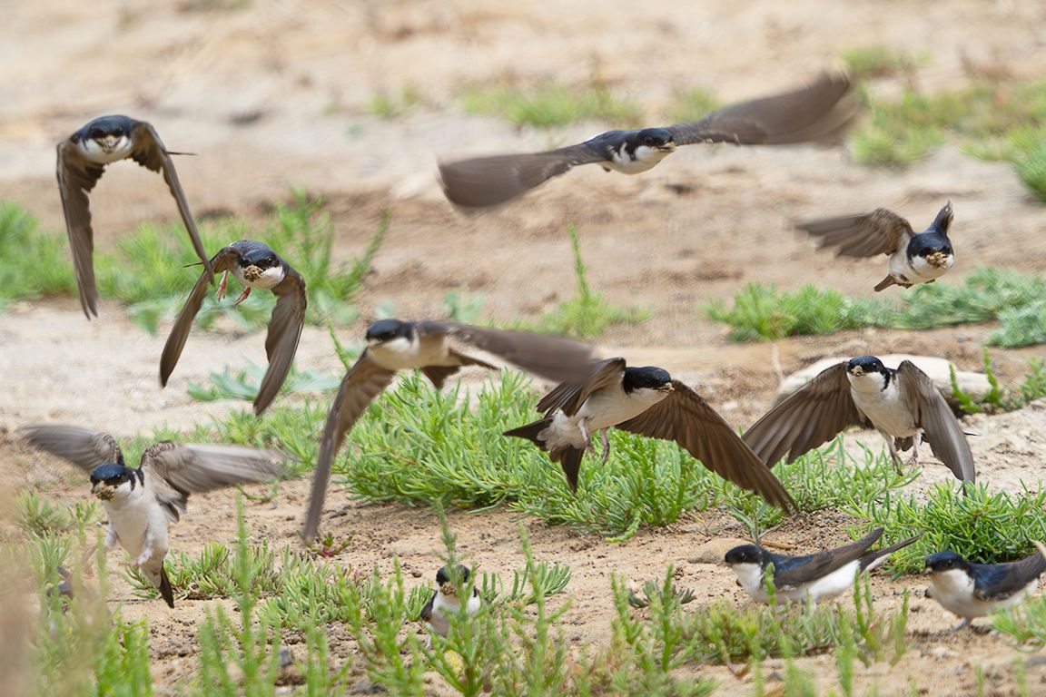 Aviones recogiendo barro para el nido