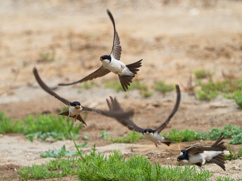 Aviones recogiendo barro para el nido