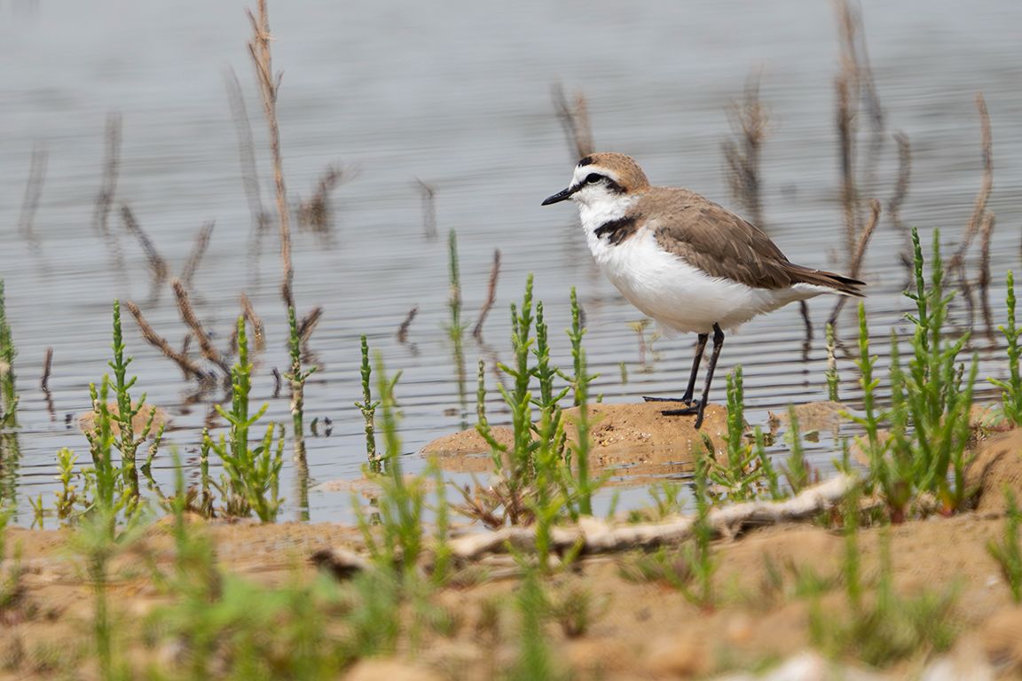 Chorlitejo patinegro