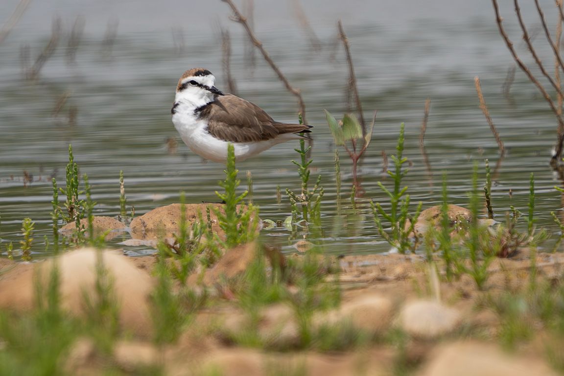 Chorlitejo patinegro
