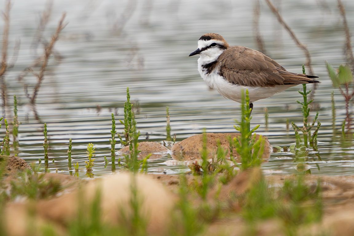 Chorlitejo patinegro