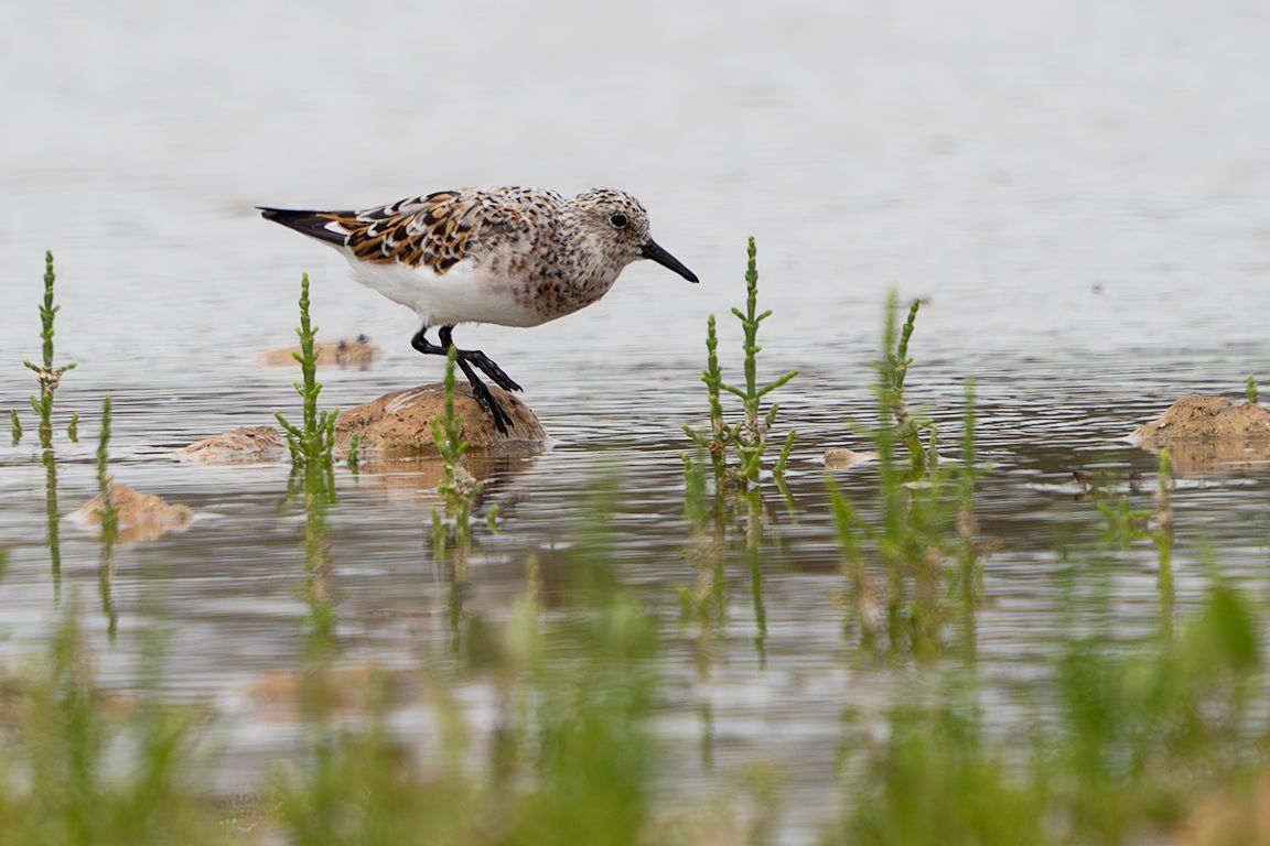 Correlimos tridáctilo