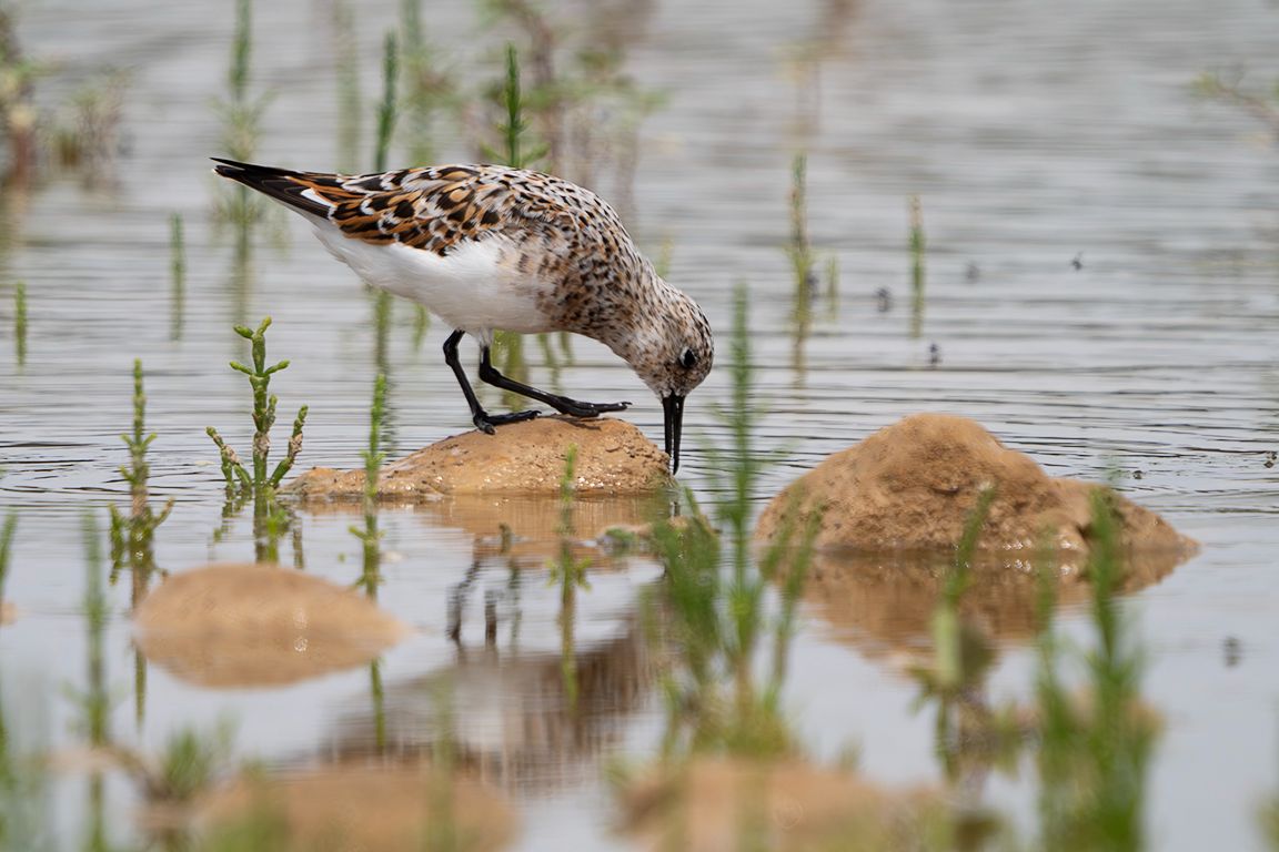 Correlimos tridáctilo