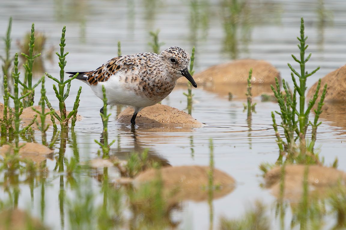 Correlimos tridáctilo