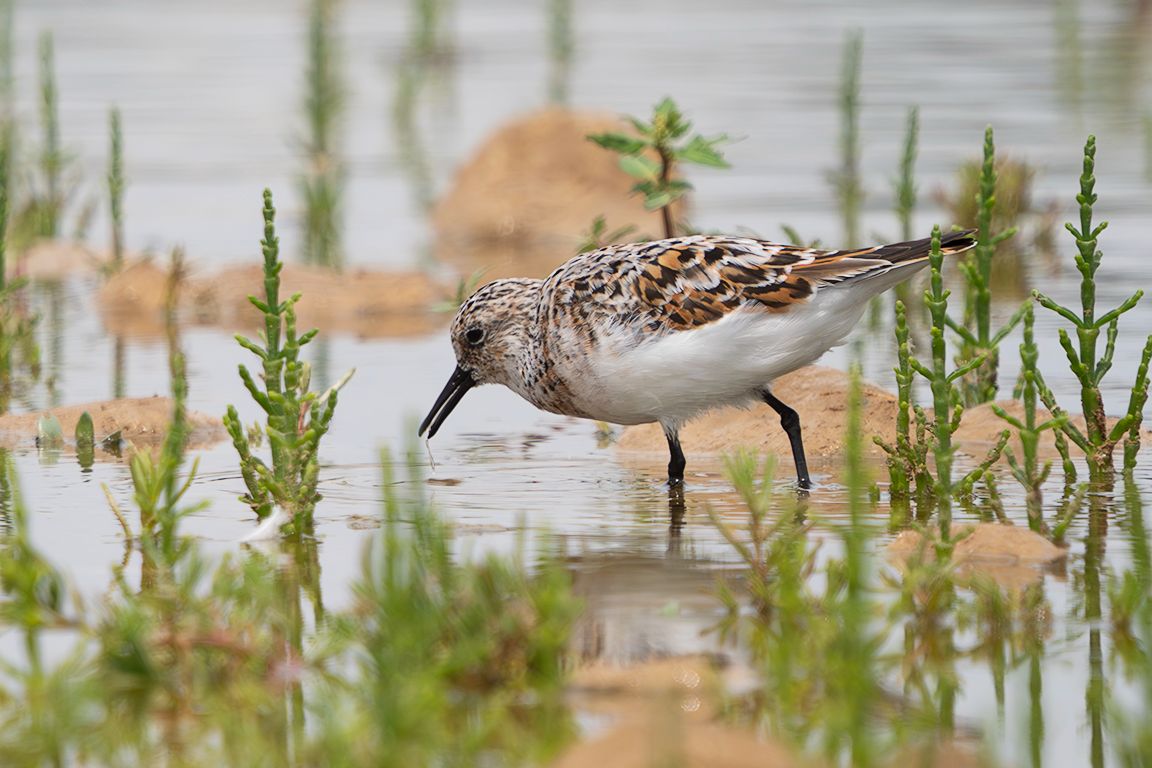 Correlimos tridáctilo