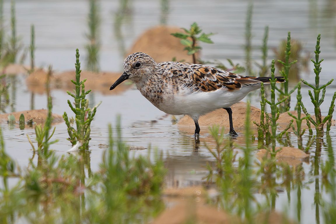 Correlimos tridáctilo