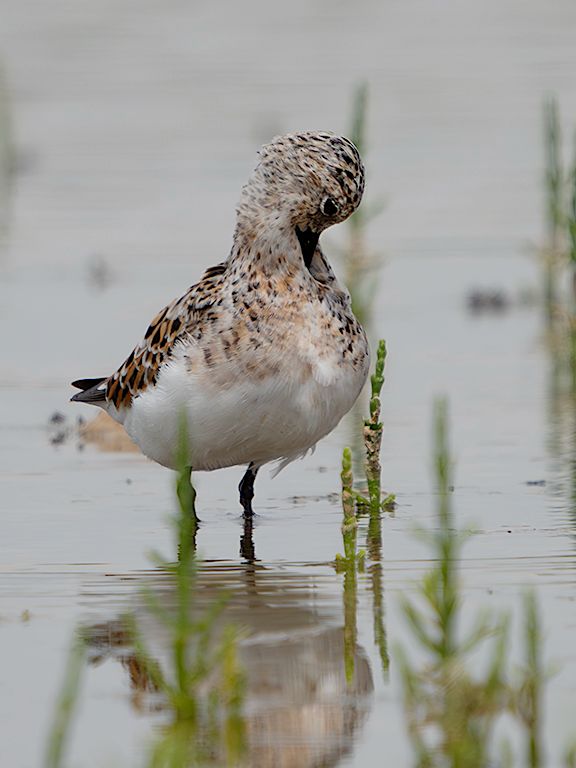 Correlimos tridáctilo