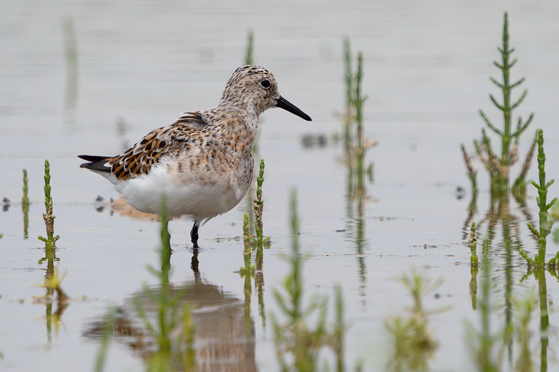Correlimos tridáctilo