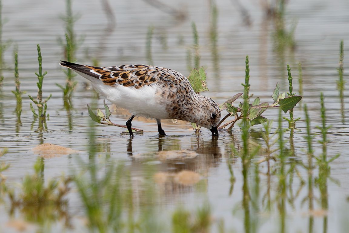 Correlimos tridáctilo