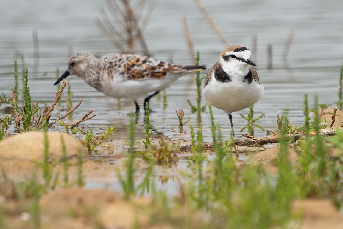 Correlimos tridáctilo y chorlitejo patinegro