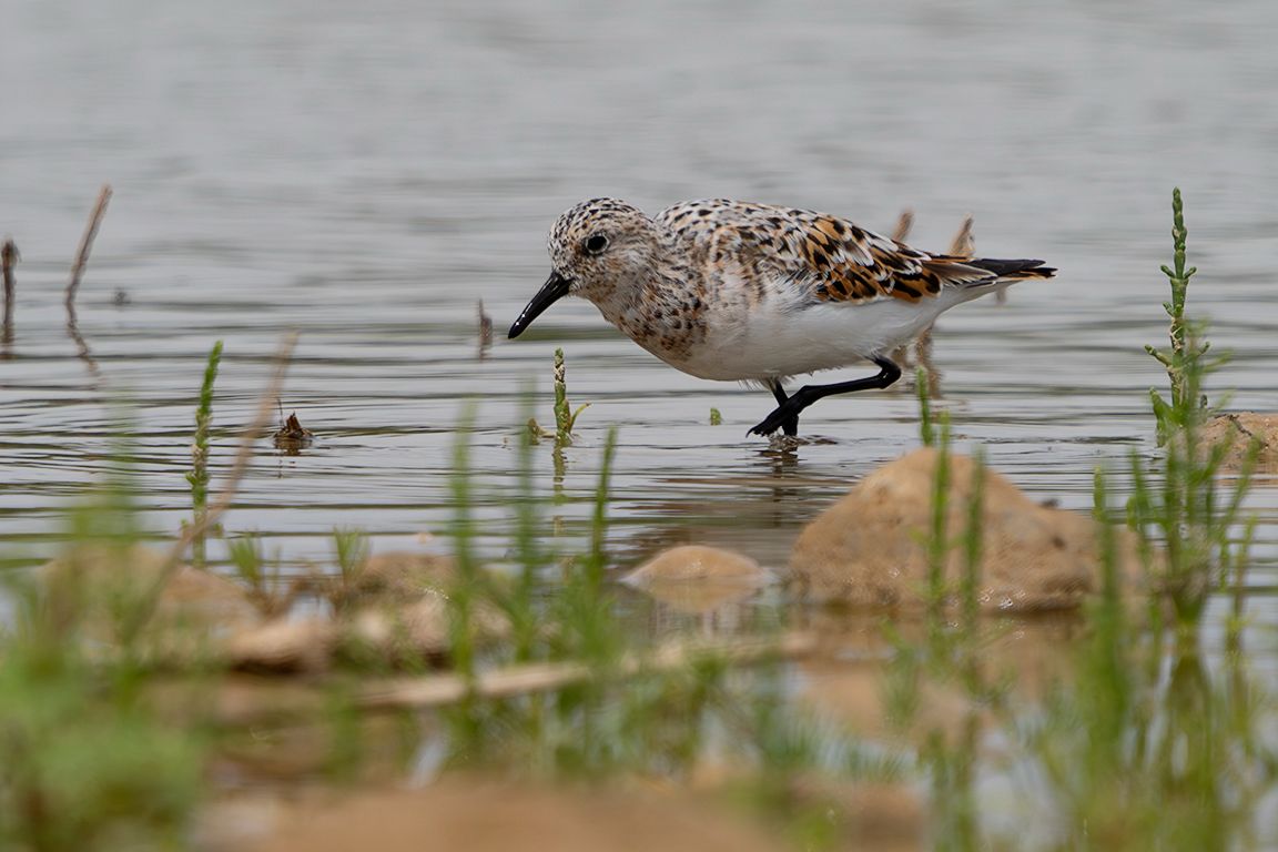 Correlimos tridáctilo