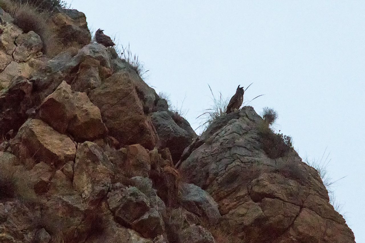 Pareja de búhos reales