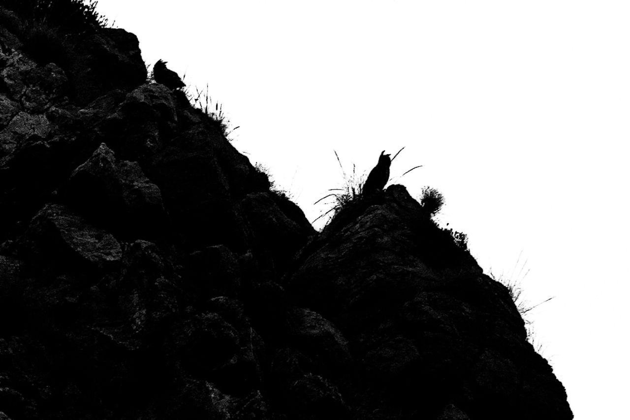 Pareja de búhos reales