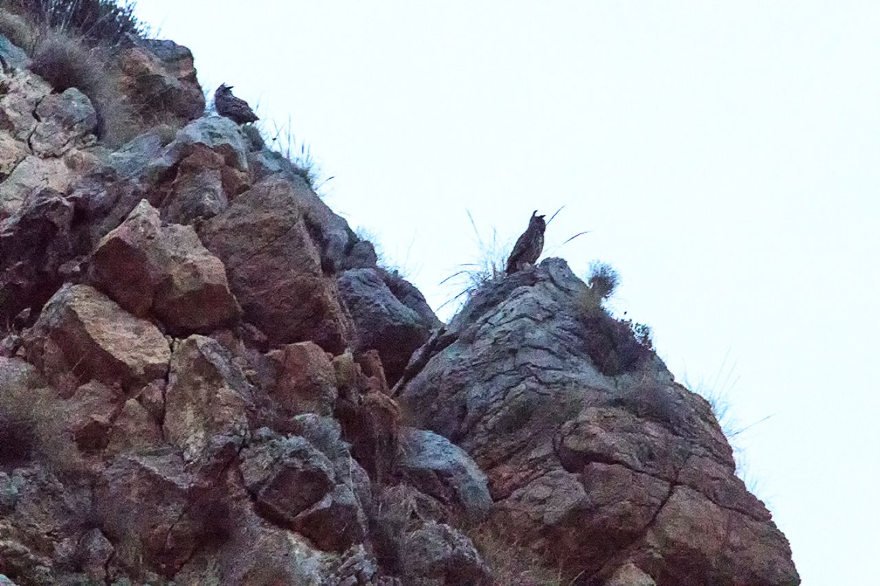 Pareja de búhos reales