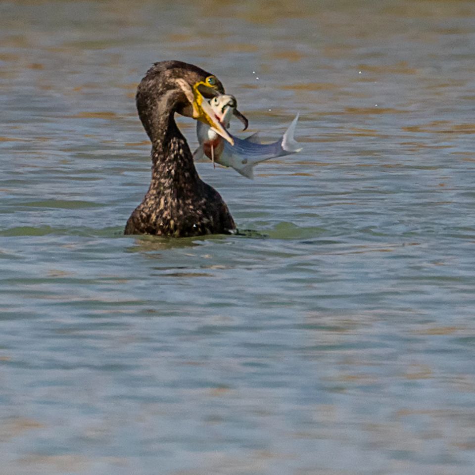 Cormorán pescando