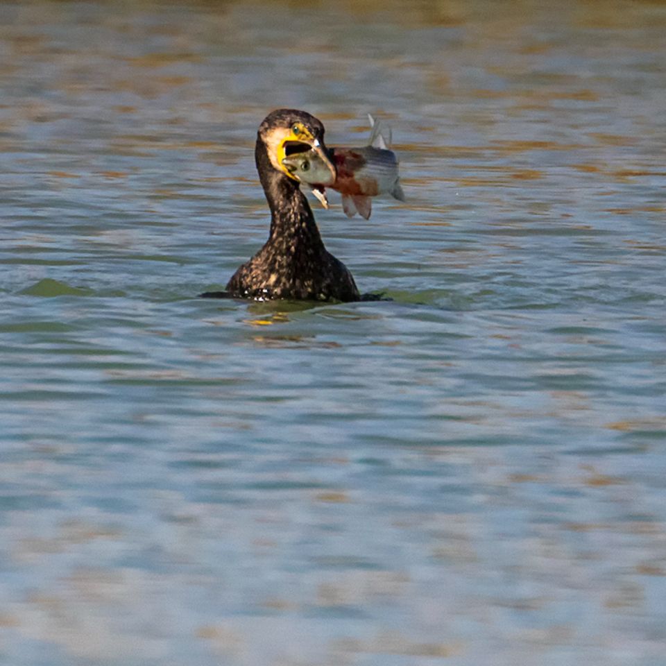 Cormorán pescando