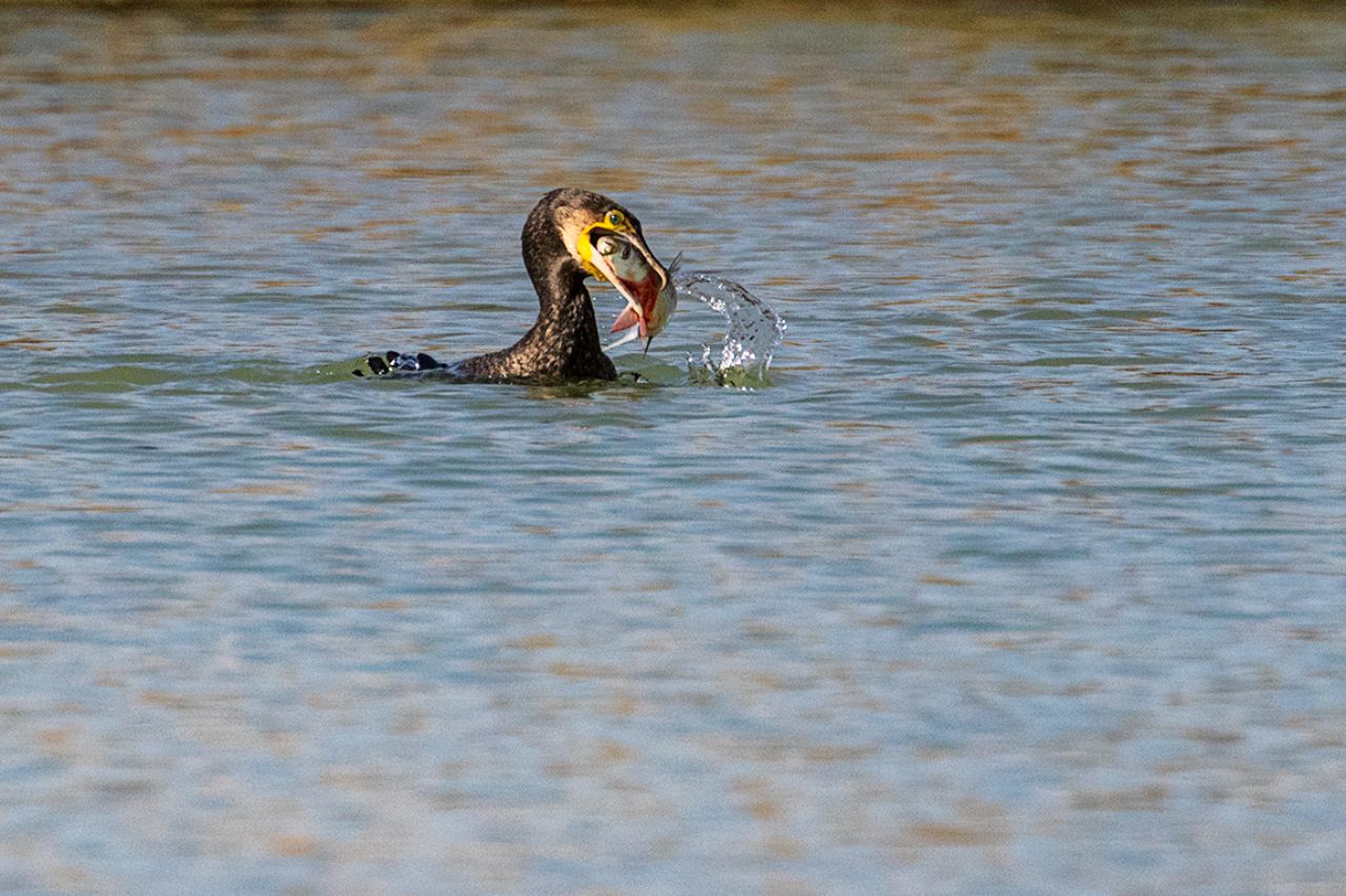 Cormorán pescando